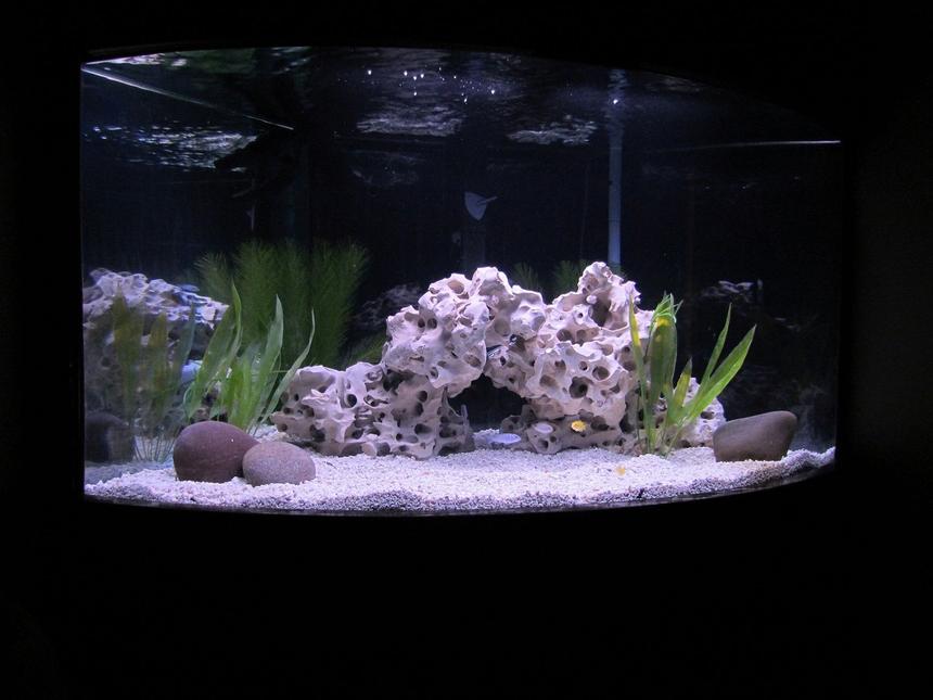 Rated #51: 70 Gallons Freshwater Fish Tank - NEW AFRICAN CICHLID SETUP