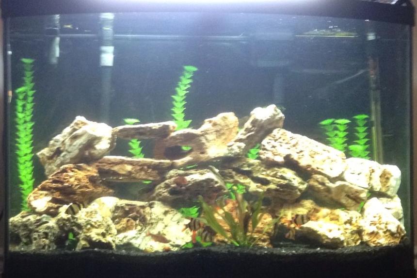 Rated #2311: 36 Gallons Freshwater Fish Tank - 36 Gallon Bowfront Aquarium