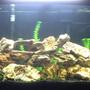 36 gallons freshwater fish tank (mostly fish and non-living decorations) - 36 Gallon Bowfront Aquarium