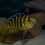 freshwater fish - pseudotropheus crabro - bumblebee cichlid stocking in 75 gallons tank - bumblebee