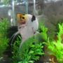 freshwater fish - pterophyllum sp. - koi angel stocking in 15 gallons tank - king, my angelfish! ;)