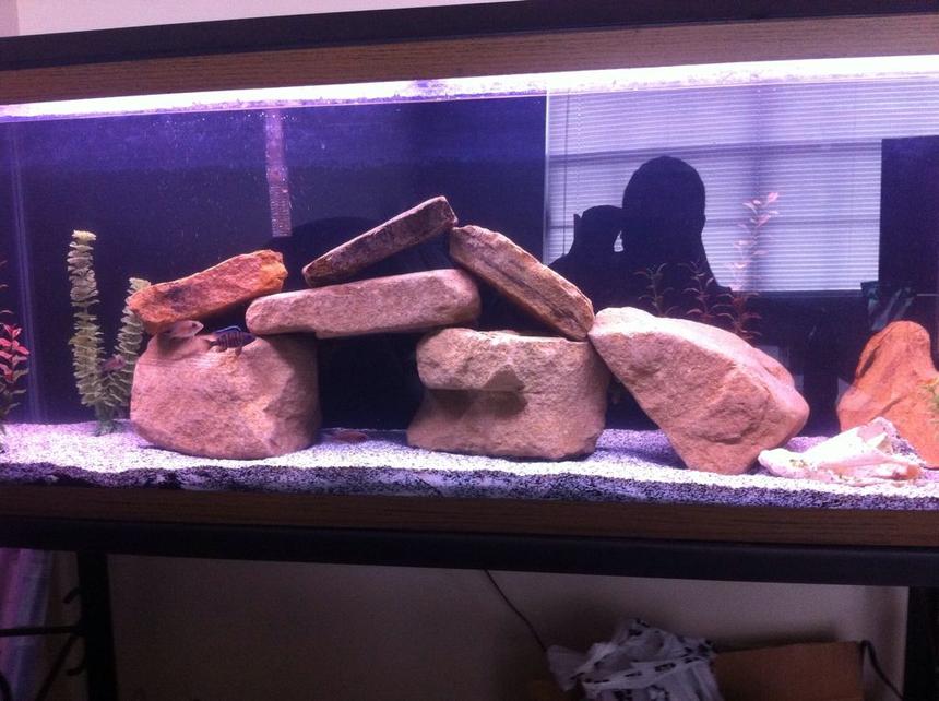 Rated #2716: 55 Gallons Freshwater Fish Tank - Full tank shot