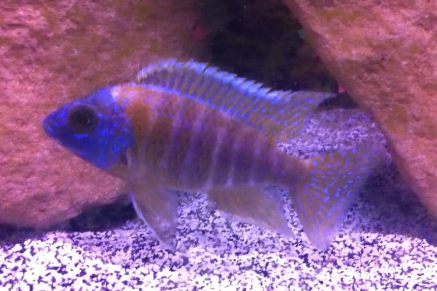 Rated #58: Freshwater Fish - Aulonocara Stuartgranti - Peacock Cichlid Stocking In 55 Gallons Tank - Picture of one of my Peacocks.