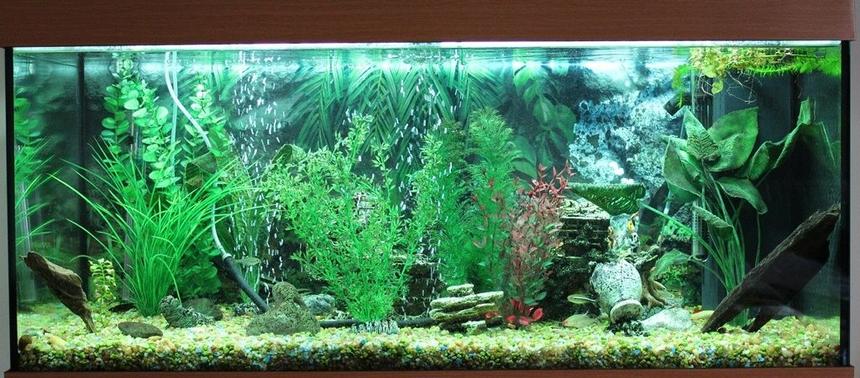 Rated #53: 50 Gallons Freshwater Fish Tank - Freshwater tank, 180 Liter, no live plants.