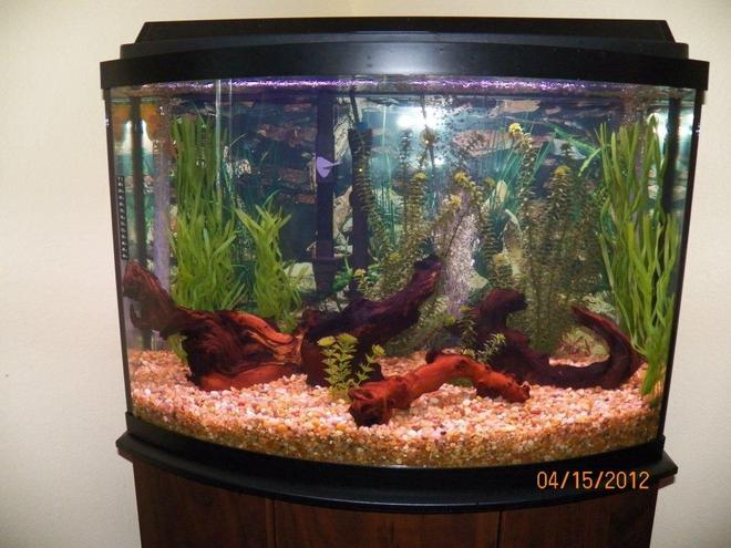 36 gallons freshwater fish tank (mostly fish and non-living decorations) - Set up for Discus