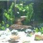 55 gallons freshwater fish tank (mostly fish and non-living decorations) - It is hard to get a good picture of a bowfront tank.