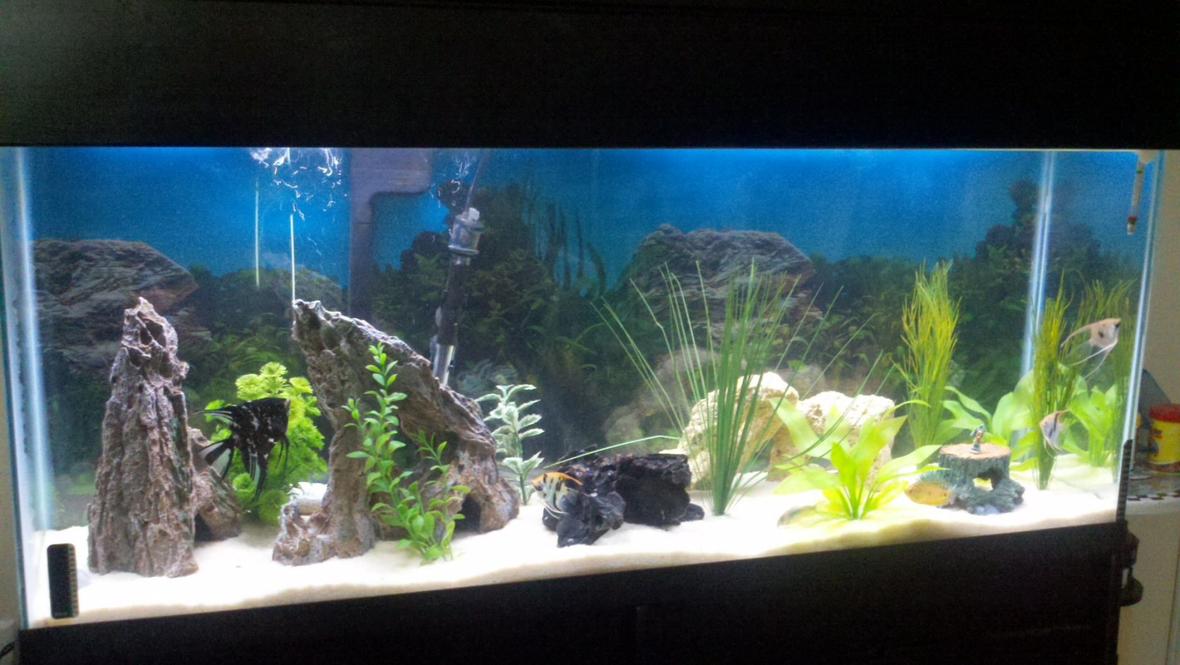 55 gallons freshwater fish tank (mostly fish and non-living decorations) - 55 gallon with angel fish