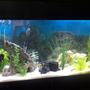 55 gallons freshwater fish tank (mostly fish and non-living decorations) - 55 gallon with angel fish