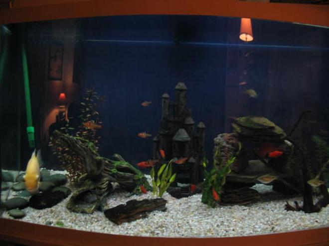 46 gallons freshwater fish tank (mostly fish and non-living decorations) - 46 bowfront