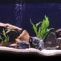 50 gallons freshwater fish tank (mostly fish and non-living decorations) - March's Malawi Tank