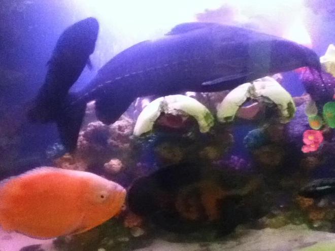 freshwater fish - astronotus ocellatus - tiger oscar, albino stocking in 50 gallons tank