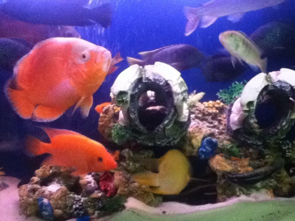 freshwater fish - astronotus ocellatus - tiger oscar, albino stocking in 50 gallons tank