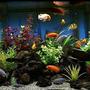75 gallons freshwater fish tank (mostly fish and non-living decorations) - 75 Gallon Cichlid Tank