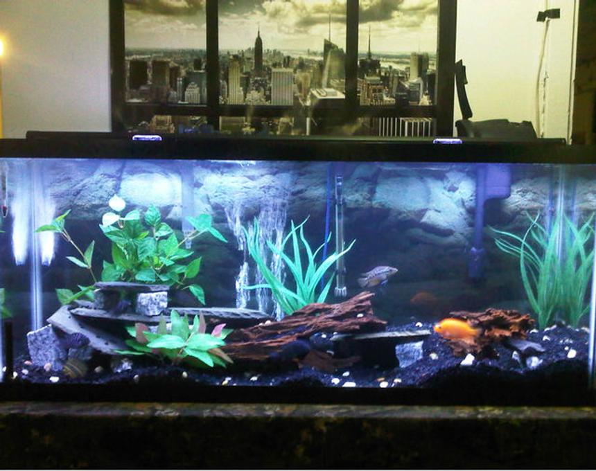 Rated #72: 55 Gallons Freshwater Fish Tank