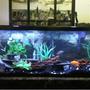 55 gallons freshwater fish tank (mostly fish and non-living decorations)