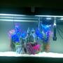 60 gallons freshwater fish tank (mostly fish and non-living decorations)