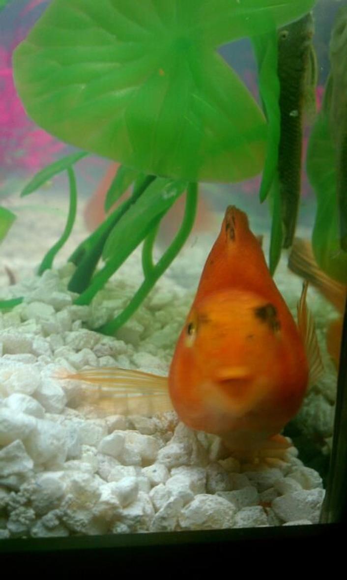 Rated #95: Freshwater Fish - Heros Severus X Amphilophus Citrinellum - Blood Parrot Stocking In 60 Gallons Tank - My parrot fish. I need some advice on how to set up my aquarium so he will feel comfortable and not hide all the time...or at least what kind of hiding places can I put in there that won't make him completely invisible!