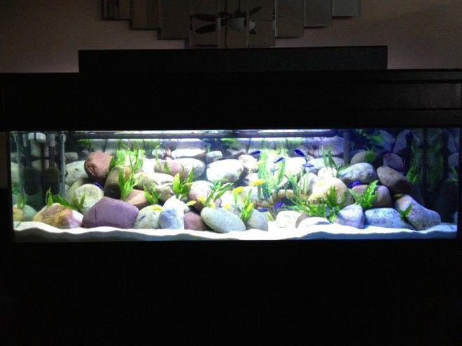 125 gallons freshwater fish tank (mostly fish and non-living decorations) - 125 Gallon Malawi Cichlid tank. Yellow Labs, Acei, Demasoni's, and a OB Peacock.