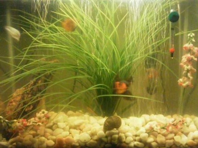 10 gallons freshwater fish tank (mostly fish and non-living decorations) - Starter tank