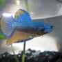 freshwater fish - betta splendens - halfmoon betta stocking in 60 gallons tank