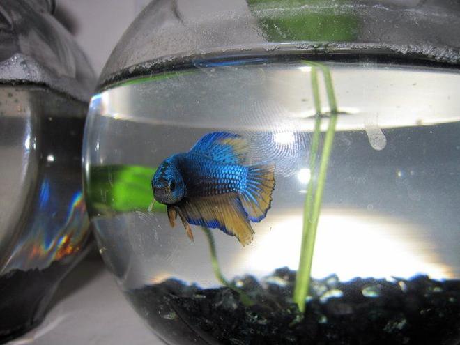 freshwater fish - betta splendens - halfmoon betta stocking in 60 gallons tank