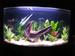 view more best photos of variety 51 gallons tanks 