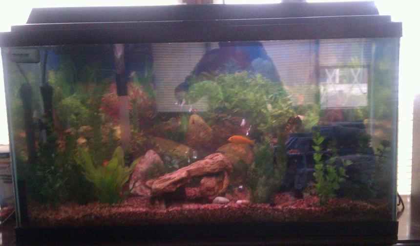 Rated #4120: 30 Gallons Freshwater Fish Tank - 30 gal breeder tank, all chiclids natural color rock fake plants