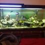 55 gallons saltwater fish tank (mostly fish, little/no live coral) - my 1st saltwater tank