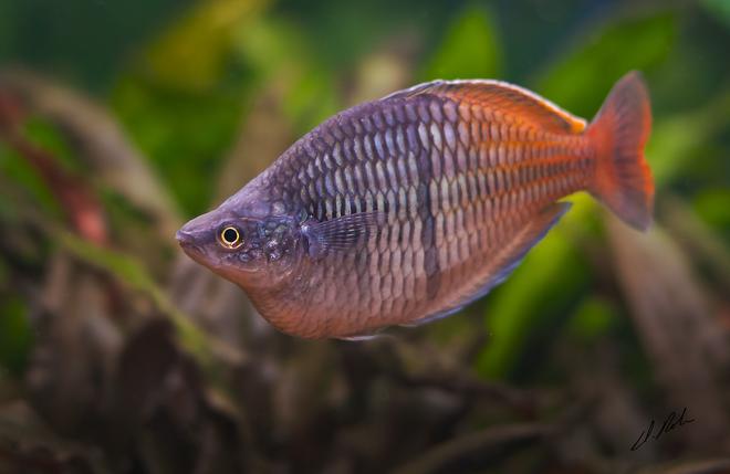 freshwater fish - melanotaenia boesemani - boesemani rainbow stocking in 180 gallons tank - Bosami Rainbow