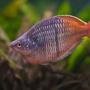 freshwater fish - melanotaenia boesemani - boesemani rainbow stocking in 180 gallons tank - Bosami Rainbow