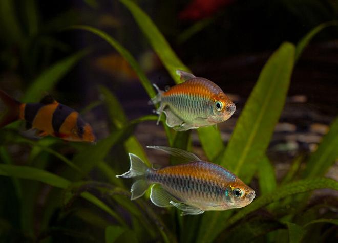 freshwater fish - phenacogrammus interruptus - congo tetra stocking in 180 gallons tank - Congo Tetras