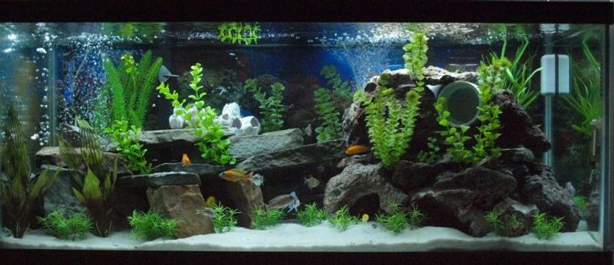 Rated #40: 80 Gallons Freshwater Fish Tank - My Mixed African Cichlid Tank!!!