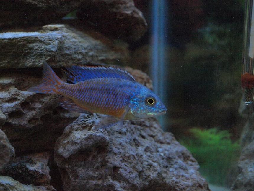 Rated #9: Freshwater Fish - Aulonocara Stuartgranti Ngara - Ngara Flametail Stocking In 80 Gallons Tank