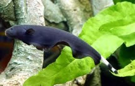 freshwater fish - apteronotus albifrons - black ghost knifefish stocking in 75 gallons tank