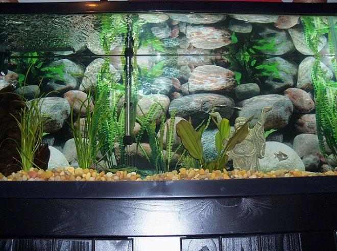 55 gallons freshwater fish tank (mostly fish and non-living decorations) - 55 gallon, zebra danio and diamond tetra, fresh piece of Malaysian driftwood, anarcharis, sagittaria, and Kleiner Bar.
