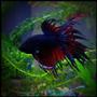 freshwater fish - betta splendens - crown tail betta stocking in 3 gallons tank - my crowntail betta