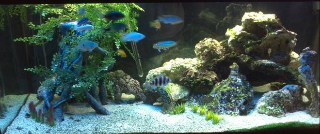 75 gallons freshwater fish tank (mostly fish and non-living decorations) - Mixed