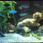 75 gallons freshwater fish tank (mostly fish and non-living decorations) - Mixed