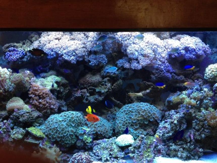 Rated #23: 90 Gallons Reef Tank - 90 Gallon Reef Dwarf Angel Tank