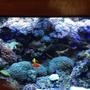 90 gallons reef tank (mostly live coral and fish) - 90 Gallon Reef Dwarf Angel Tank
