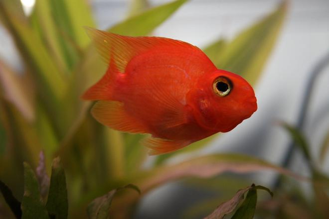 freshwater fish - heros severus x amphilophus citrinellum - blood parrot stocking in 55 gallons tank - blood parrot cichlid