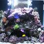 85 gallons reef tank (mostly live coral and fish) - My Marine Tank