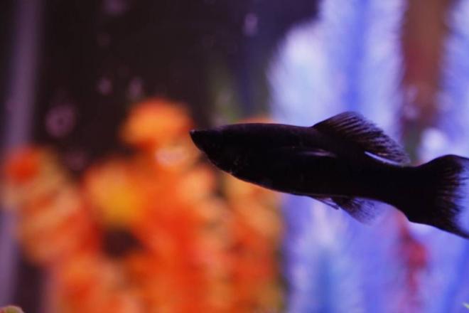 freshwater fish - poecilia latipinna - black lyretail molly stocking in 10 gallons tank - Black Lyretail Molly - One of two starter fish for my new tank! He's quite inquisitive.