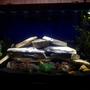 72 gallons freshwater fish tank (mostly fish and non-living decorations) - 72 gal bowfront cichlid tank