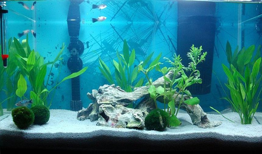 Rated #92: 10 Gallons Planted Tank - 10 gallon Platy tank