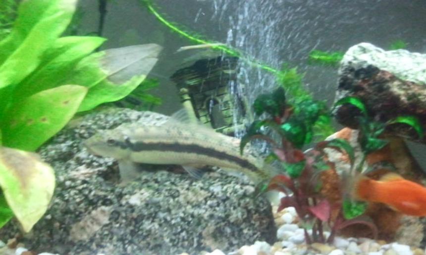 Rated #4014: 26 Gallons Freshwater Fish Tank - MY SUCKING LOACH