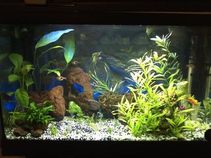 27 gallons planted tank (mostly live plants and fish) - to be updated, the limnophila grew up a lot!