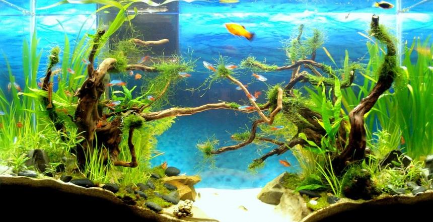 Rated #614: 40 Gallons Planted Tank - 40 Gallons
Date Started	 Final Chapter 1 february 2012
Lighting	 2 X 32watts (homemade fixture)
Equipment	 Filter Fluvial 55 gal
CO2	 Lots of fish do the job miraculously
Substrate	 Sand
Parameters	
Fertilization	 Excel
Plants	 Java moss, star moss, ferns, others
Inhabitants	 neon tetras, platys, cherry barbs, 1 betta, plecos (diff types) Cherry shrimps, amano shrimps, ghost shrimps, bamboo shrimps, u name it...