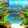40 gallons planted tank (mostly live plants and fish) - 40 Gallons Date Started Final Chapter 1 february 2012 Lighting 2 X 32watts (homemade fixture) Equipment Filter Fluvial 55 gal CO2 Lots of fish do the job miraculously Substrate Sand Parameters Fertilization Excel Plants Java moss, star moss, ferns, others Inhabitants neon tetras, platys, cherry barbs, 1 betta, plecos (diff types) Cherry shrimps, amano shrimps, ghost shrimps, bamboo shrimps, u name it...