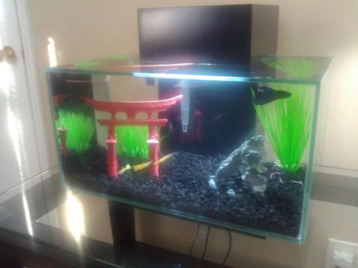 6 gallons freshwater fish tank (mostly fish and non-living decorations) - Fluval Edge - 6 Gallons. 3 Yellow-tail Guppies (male) 1 Veiltail Betta (male) I am new to aquariums, with the Fluval Edge 6-gallon being my first. I hope to expand into a bigger tank once I get the hang of everything.